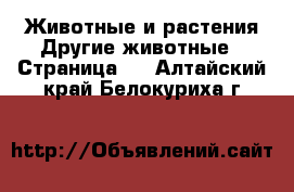 Животные и растения Другие животные - Страница 2 . Алтайский край,Белокуриха г.